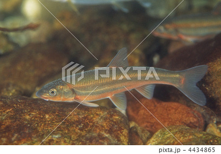 ウグイ ウグイ 4434865