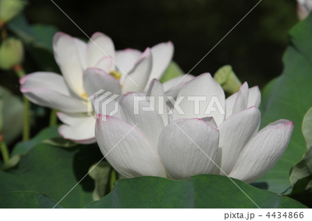 長府庭園の孫文蓮 長府庭園の孫文蓮 4434866