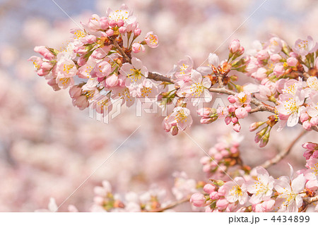 桜 桜 4434899