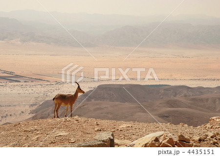 Ibex on the cliff. Ibex on the cliff. 4435151