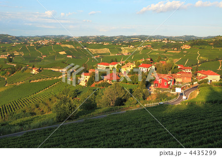View on vineyards in northern Italy. View on vineyards in northern Italy. 4435299