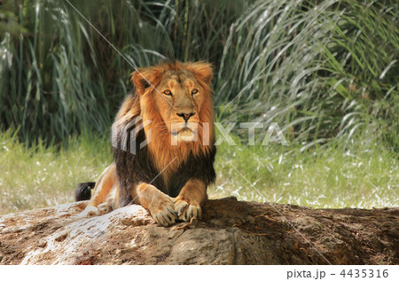Lion in safari. 4435316