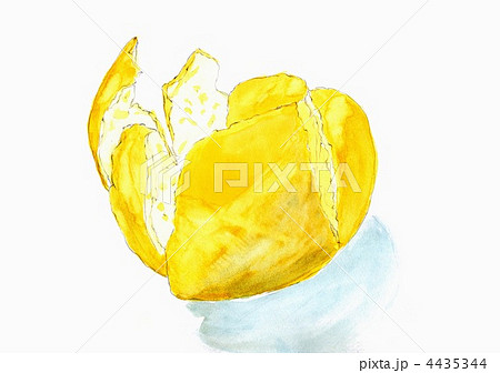 オレンジの皮 オレンジの皮 4435344