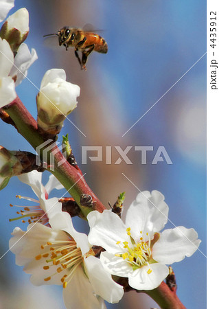 Bee flying over branch with almond flowers. 4435912