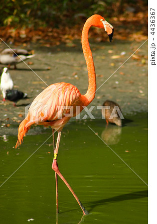 Pink Flamingo Pink Flamingo 4436367