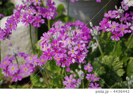 プリムラ・マラコイデス 4436442