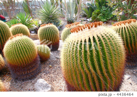 サボテン 4436464