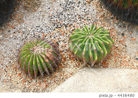 サボテン サボテン 4436480