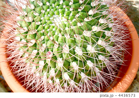 サボテン 4436573
