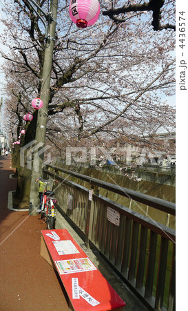 石神井川　桜　花見 4436574