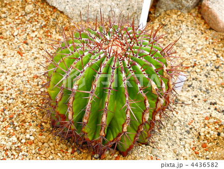 サボテン 4436582
