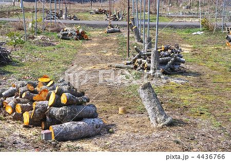 リンゴ農家の廃業　高齢化と果樹園　耕作放棄のリンゴ畑 4436766