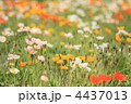 ポピーの花畑 4437013