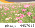 パステルカラーの花畑 4437015
