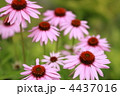 エキナセア 4437016