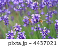 ラベンダーとミツバチ 4437021