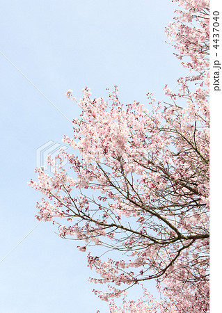 桜（江戸彼岸）縦 4437040