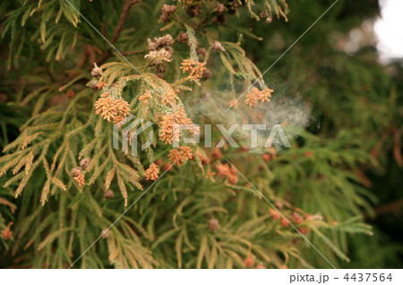 スギ花粉 スギ花粉 4437564