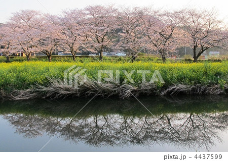 桜と菜の花 4437599