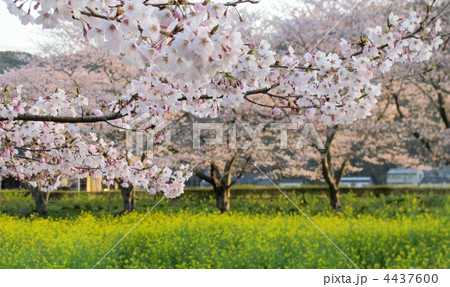 お花見 4437600