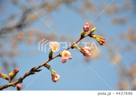 春を待つ、桜の蕾 4437696