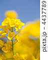 菜の花 4437789