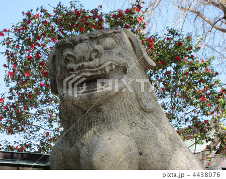水天宮の狛犬 水天宮の狛犬 4438076