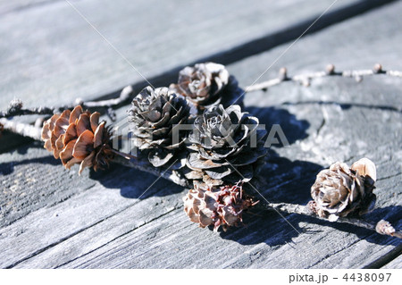 小さな松ぼっくり 4438097