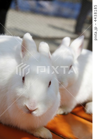 白うさぎの写真素材 [4438185] - PIXTA