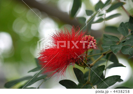 ベニゴウカン 4438258