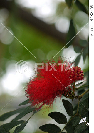 ベニゴウカン ベニゴウカン 4438259