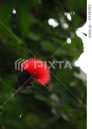 ベニゴウカン 4438262