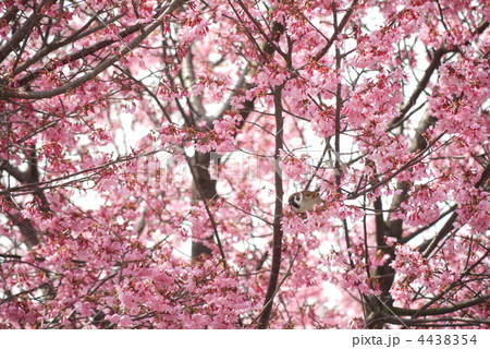 おかめ桜 と すずめ。 4438354