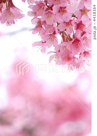 おかめ桜 おかめ桜 4438364