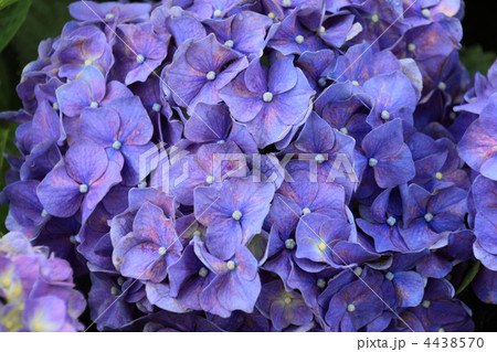 セイヨウアジサイ 4438570