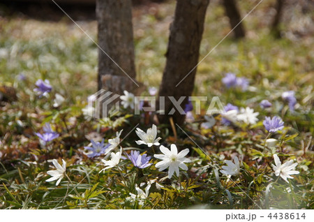 4月　アズマイチゲ・キンポウゲ科20 4438614