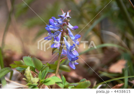 4月 エゾエンゴサク・ケシ科01 4月 エゾエンゴサク・ケシ科01 4438615