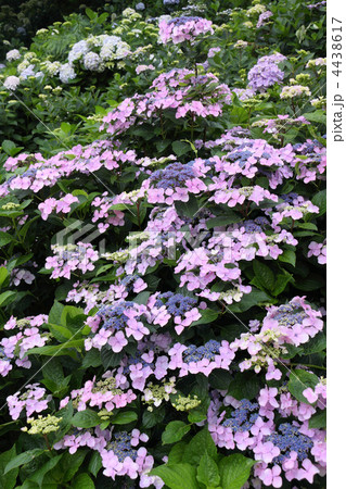 ガクアジサイ 4438617