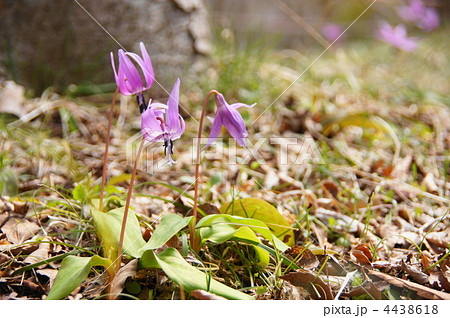 4月　カタクリ・ユリ科115群生地 4438618