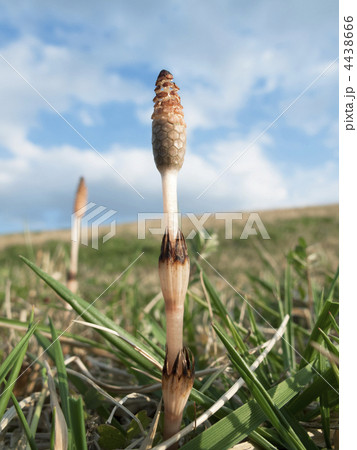 ツクシ ツクシ 4438666