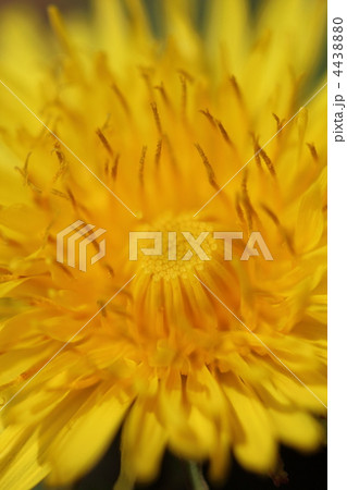 タンポポの花 4438880