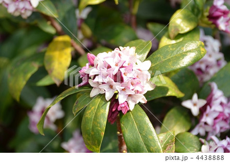 沈丁花 4438888