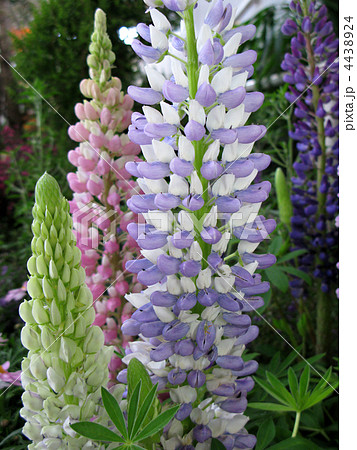 ルピナス 4438924