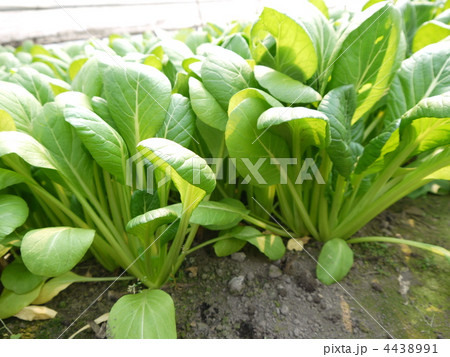 小松菜 小松菜 4438991