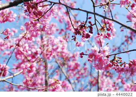 陽光桜 4440022