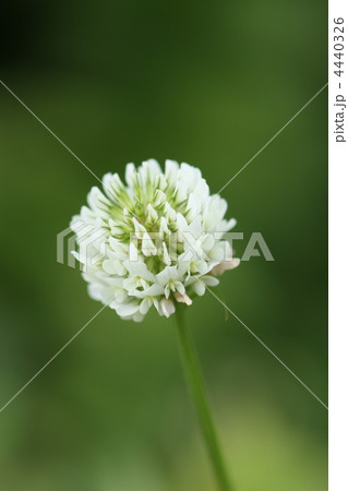 クローバの花 4440326