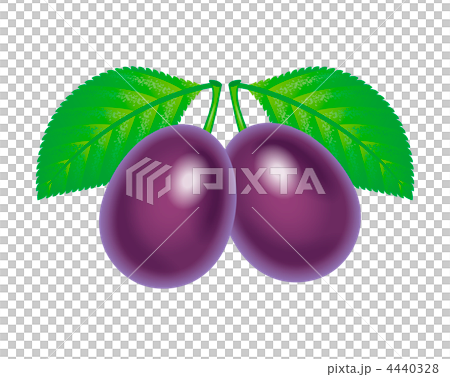 プルーン 4440328