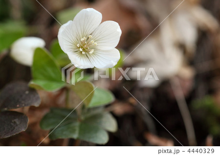 春の花ミヤマカタバミ 春の花ミヤマカタバミ 4440329