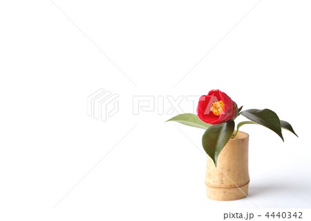 ヤブツバキ 4440342