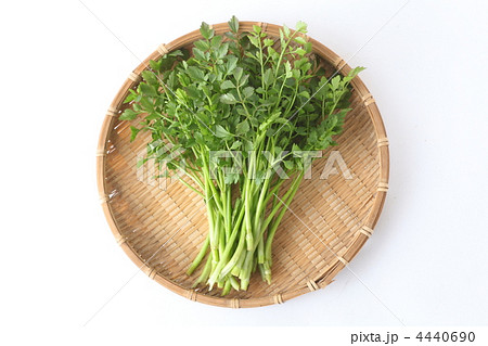 セリ セリ 4440690